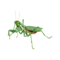 バンダイ 生き物カプセル かまきり おおかまきり(緑色型)　腹部通常版 公式画像1